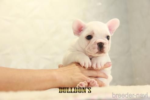 成約済の東京都のフレンチブルドッグ-140433の3枚目