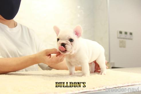 成約済の東京都のフレンチブルドッグ-140433の2枚目