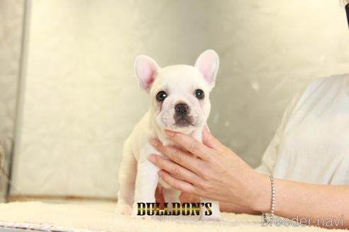 成約済の東京都のフレンチブルドッグ-140438