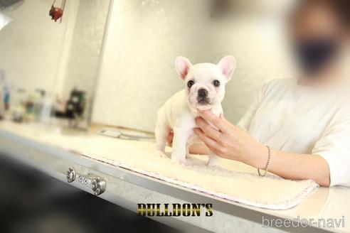 成約済の東京都のフレンチブルドッグ-140438の6枚目