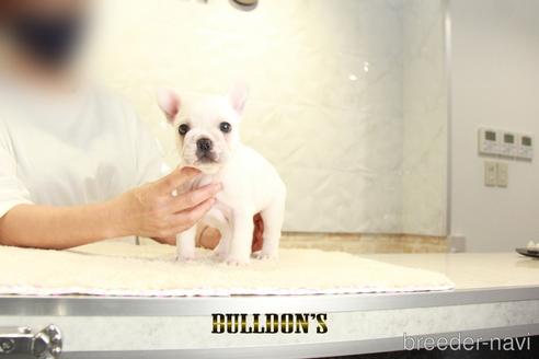 成約済の東京都のフレンチブルドッグ-140438の3枚目