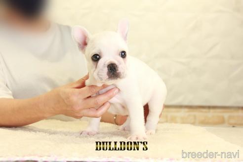 成約済の東京都のフレンチブルドッグ-140438の2枚目