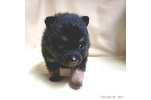 成約済の茨城県のポメラニアン-138909の10枚目