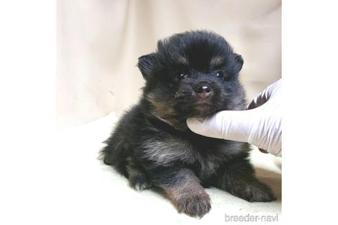 成約済の茨城県のポメラニアン-138911の39枚目