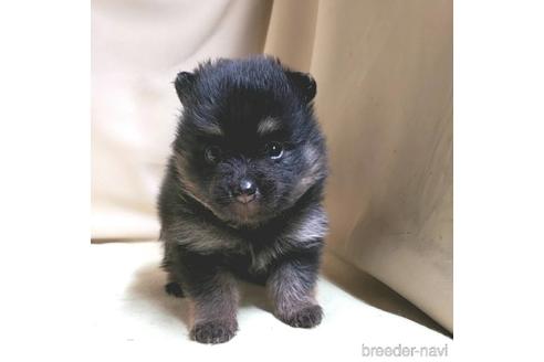 成約済の茨城県のポメラニアン-138911の37枚目