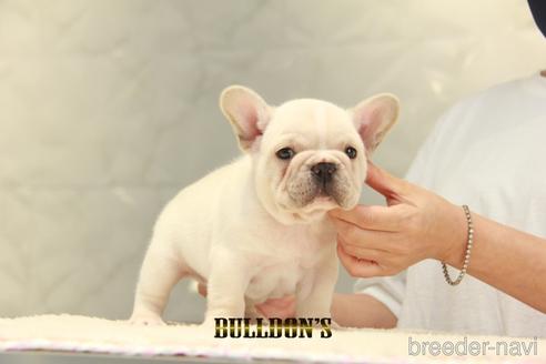 成約済の東京都のフレンチブルドッグ-140443の1枚目