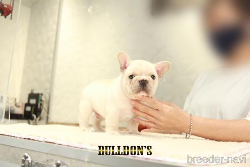 成約済の東京都のフレンチブルドッグ-140443の7枚目