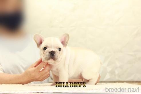 成約済の東京都のフレンチブルドッグ-140443の6枚目