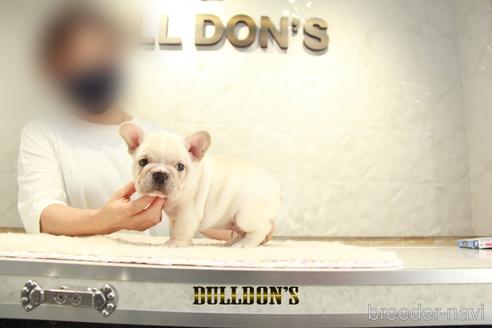 成約済の東京都のフレンチブルドッグ-140443の4枚目