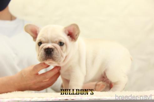 成約済の東京都のフレンチブルドッグ-140443の2枚目