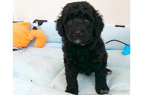 成約済の東京都のミックス犬-140448の1枚目