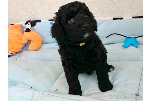 成約済の東京都のミックス犬-140448の38枚目