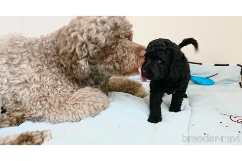 成約済の東京都のミックス犬-140448の37枚目