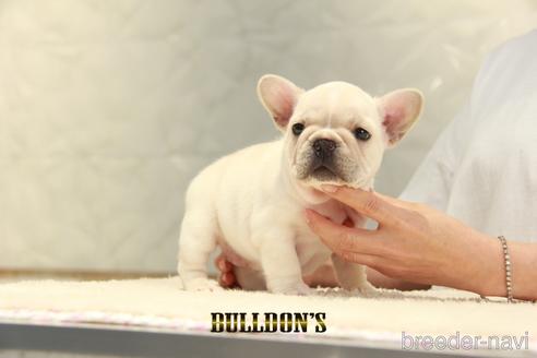 成約済の東京都のフレンチブルドッグ-140451