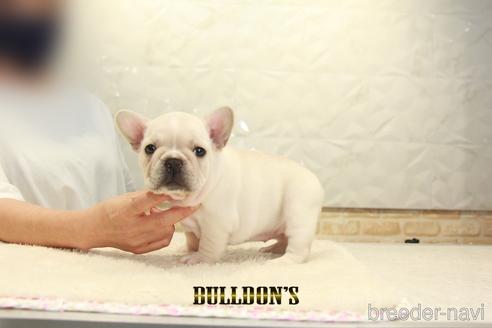 成約済の東京都のフレンチブルドッグ-140451の6枚目