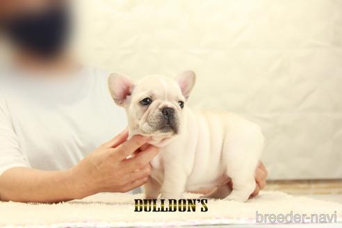 成約済の東京都のフレンチブルドッグ-140451の5枚目