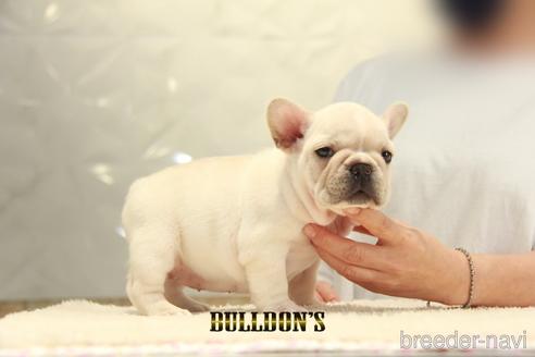 成約済の東京都のフレンチブルドッグ-140451の4枚目