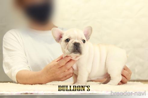 成約済の東京都のフレンチブルドッグ-140451の3枚目