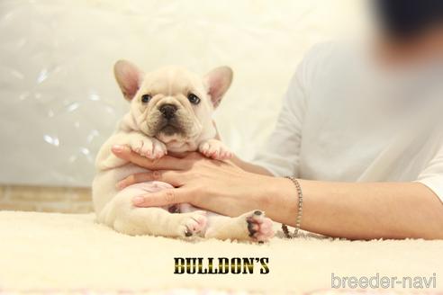 成約済の東京都のフレンチブルドッグ-140451の2枚目