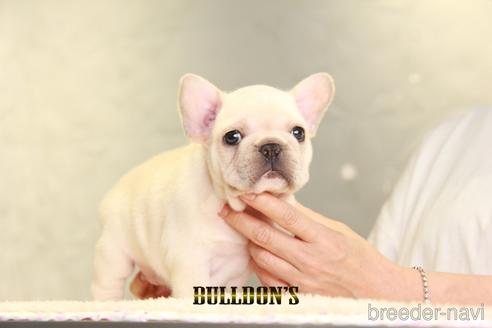 成約済の東京都のフレンチブルドッグ-140452の1枚目