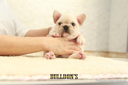 成約済の東京都のフレンチブルドッグ-140452の6枚目