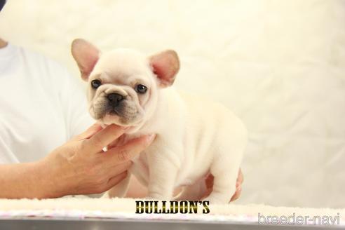 成約済の東京都のフレンチブルドッグ-140452の5枚目