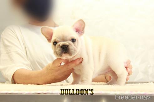 成約済の東京都のフレンチブルドッグ-140452の3枚目