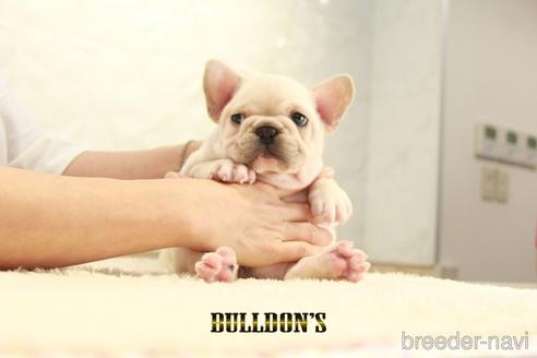 成約済の東京都のフレンチブルドッグ-140452の2枚目