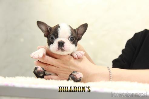 成約済の東京都のボストンテリア-140456の1枚目