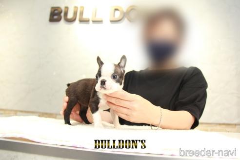 成約済の東京都のボストンテリア-140456の2枚目