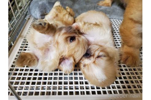 成約済の愛知県のペキニーズ-140464の9枚目