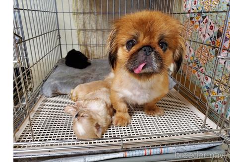 成約済の愛知県のペキニーズ-140464の8枚目
