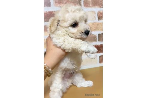 成約済の茨城県のトイプードル-140520の3枚目