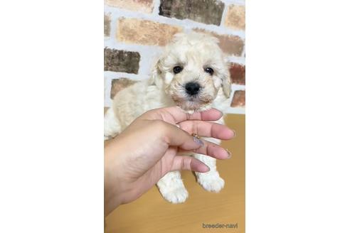 成約済の茨城県のトイプードル-140520の2枚目