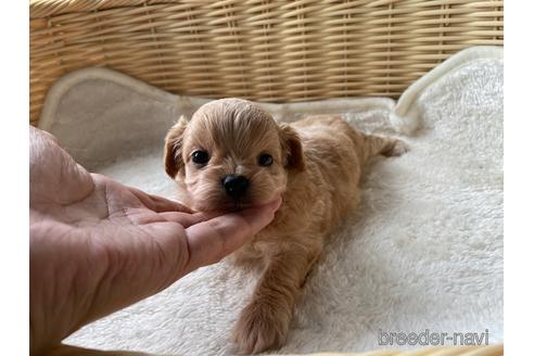 成約済の秋田県のマルプー:マルチーズ×トイプードル-138561の2枚目