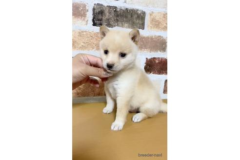 成約済の茨城県の豆柴-140527の1枚目