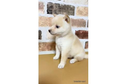 成約済の茨城県の豆柴-140527の2枚目