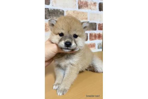 成約済の茨城県の豆柴-140532の1枚目