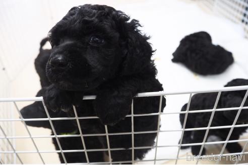 成約済の東京都のミックス犬-140448の35枚目