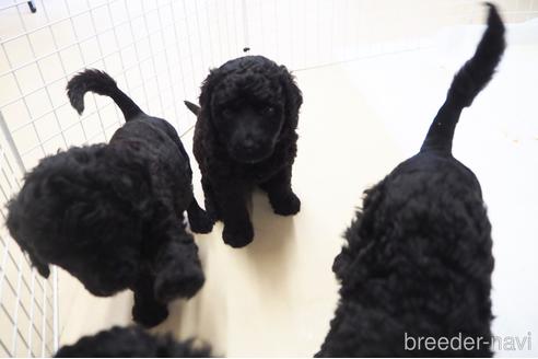 成約済の東京都のミックス犬-140448の31枚目