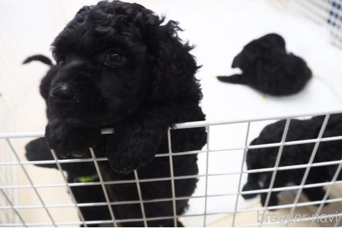 成約済の東京都のミックス犬-140448の33枚目