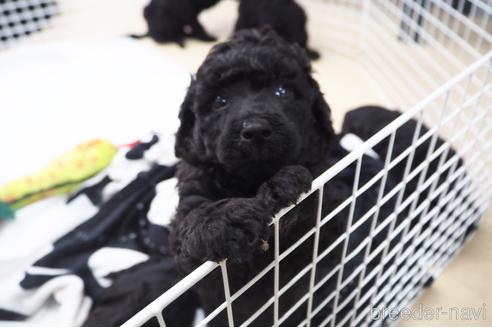 成約済の東京都のミックス犬-140448の34枚目