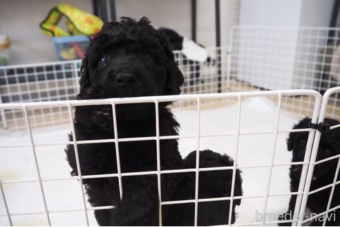 成約済の東京都のミックス犬-140448の30枚目