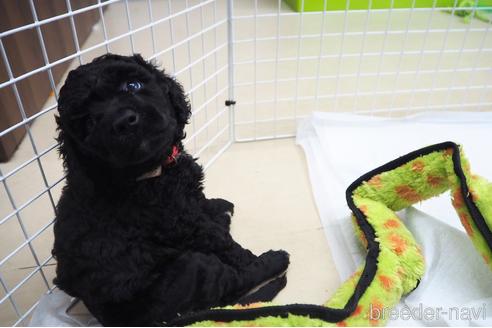 成約済の東京都のミックス犬-140448の28枚目