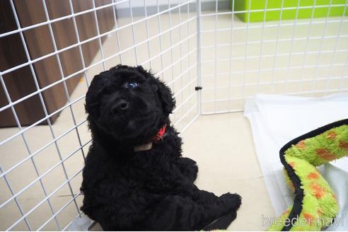 成約済の東京都のミックス犬-140448の27枚目
