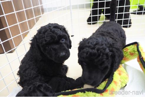 成約済の東京都のミックス犬-140448の25枚目