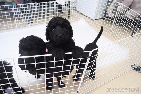 成約済の東京都のミックス犬-140448の24枚目