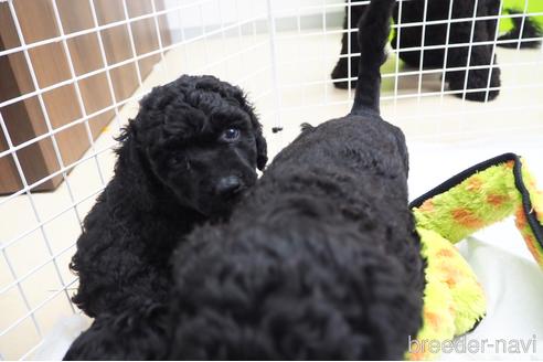 成約済の東京都のミックス犬-140448の23枚目