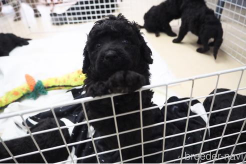 成約済の東京都のミックス犬-140448の22枚目