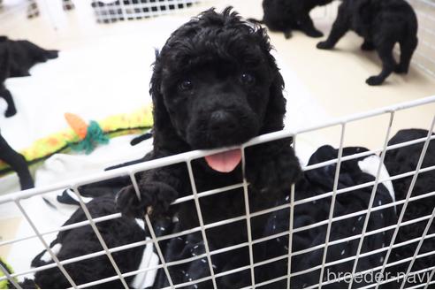 成約済の東京都のミックス犬-140448の20枚目